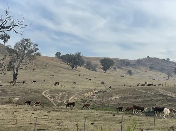 Comparación del margen neto de cuatro rubros ganaderos en el mediano plazo