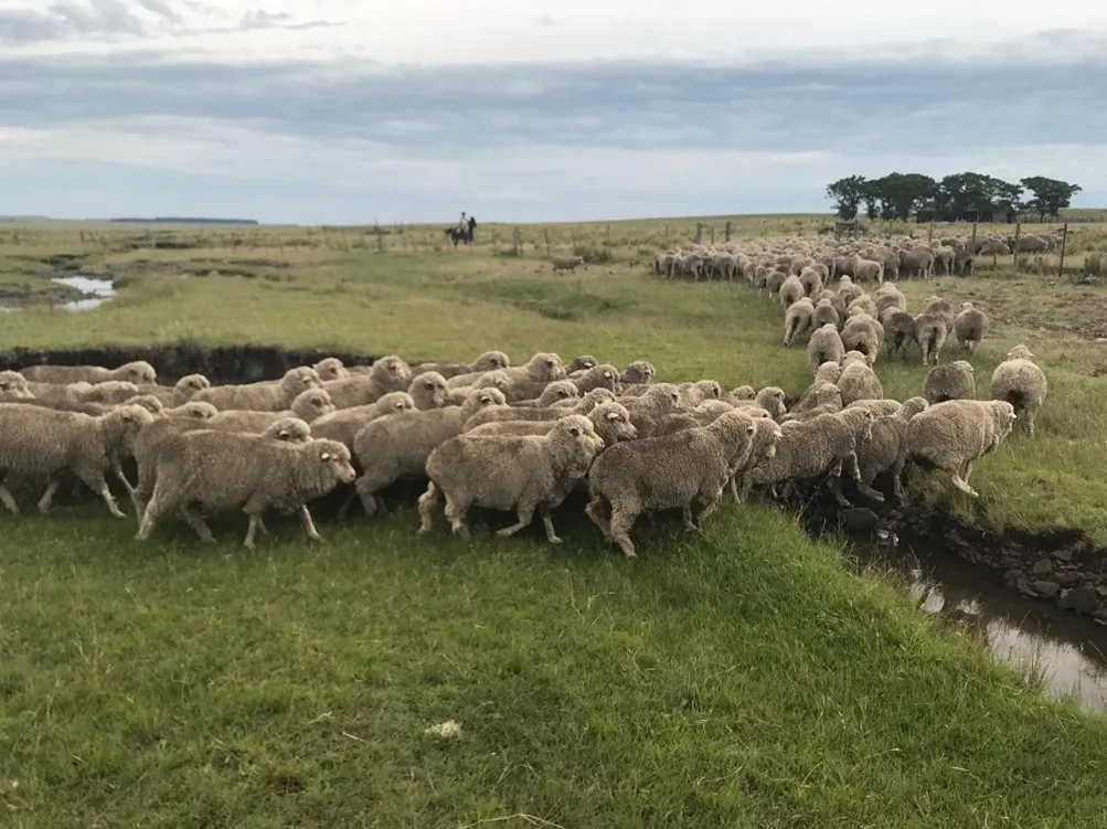 ¿Cómo influye el diámetro de fibra en la rentabilidad de majadas merino?