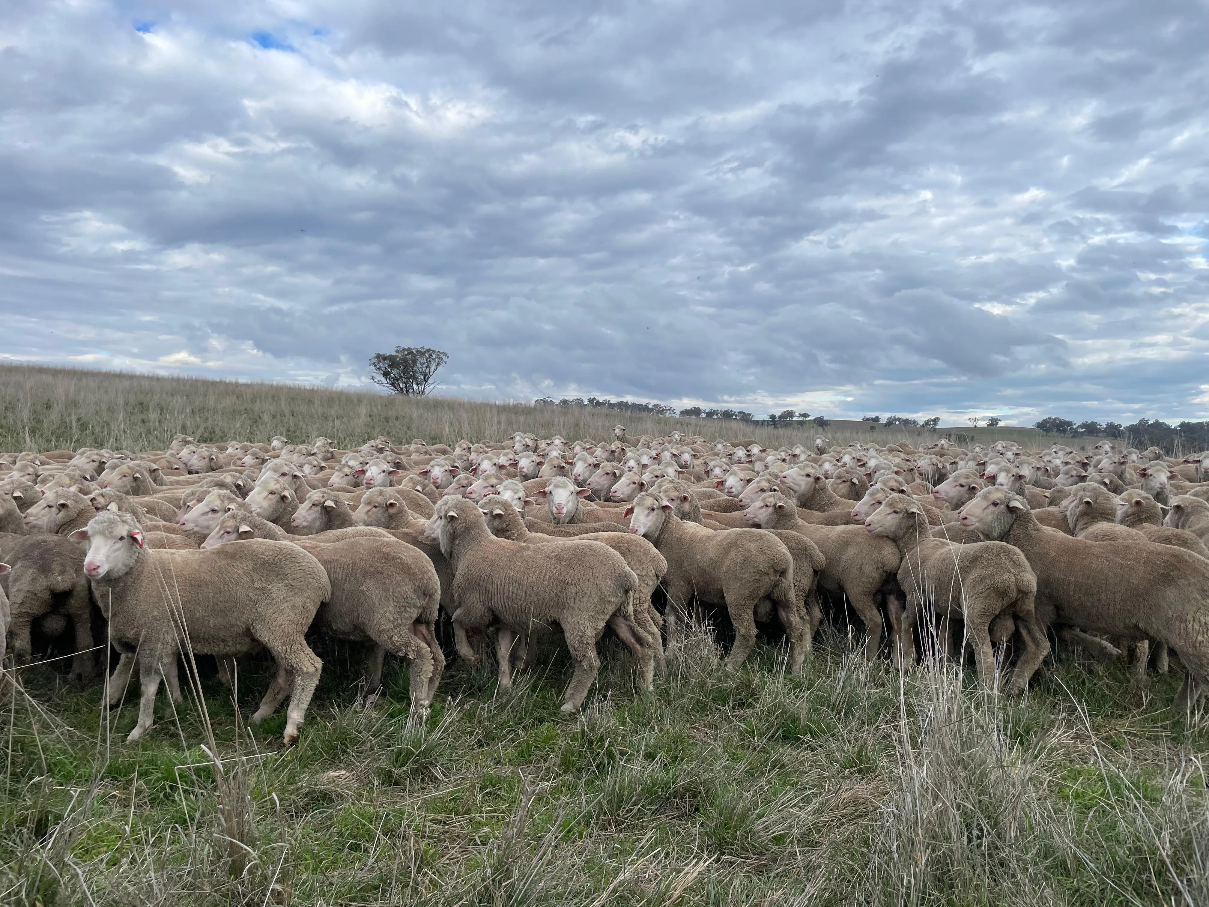Cómo optimizar la producción forrajera en invierno