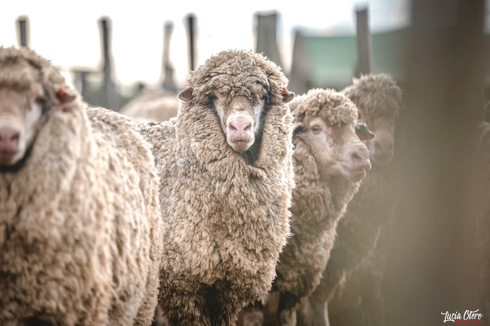 Benchmarking ganadero: compararse para mejorar